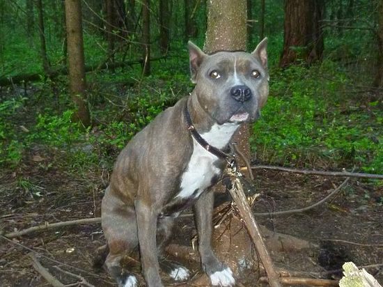 В Кирово-Чепецке хозяин привязал бойцовую собаку к дереву… умирать