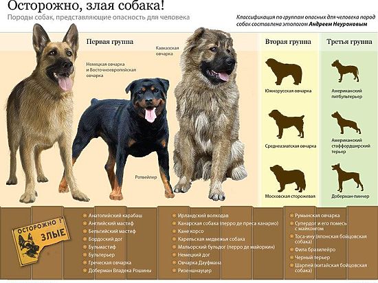 В России хотят ввести обязательное страхование собак бойцовских пород