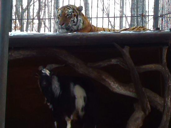 Амурский тигр взял друга-козла под защиту от сотрудников зоопарка
