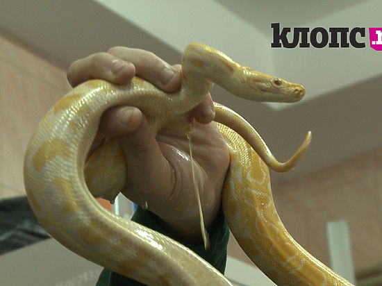 В Калининградском зоопарке впервые  появился питон-альбинос