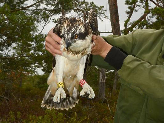 Российский пернатый хищник побил рекорд, пролетев более 10 тысяч километров