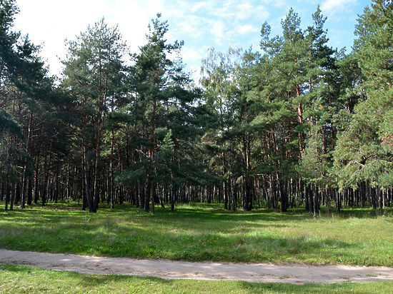 «Единая Россия» добилась охранного статуса для Жулебинского леса