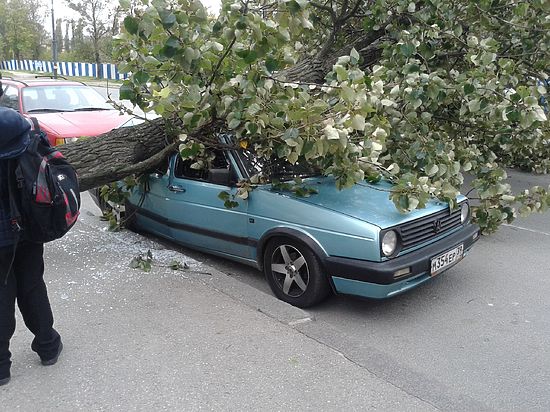 Десятки деревьев падают: в Калининградскую область пришел разрушительный шторм