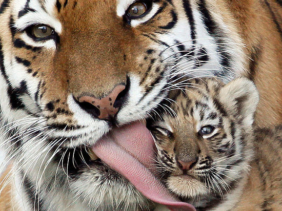 В Казахстане приступают к созданию резервата для тигров