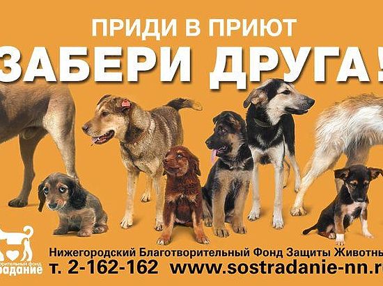 Нижегородский проект помощи безнадзорным животным отмечен на всероссийском уровне