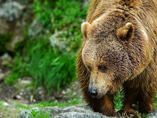 Спасенный медведь стал символом аэродрома в Тверской области