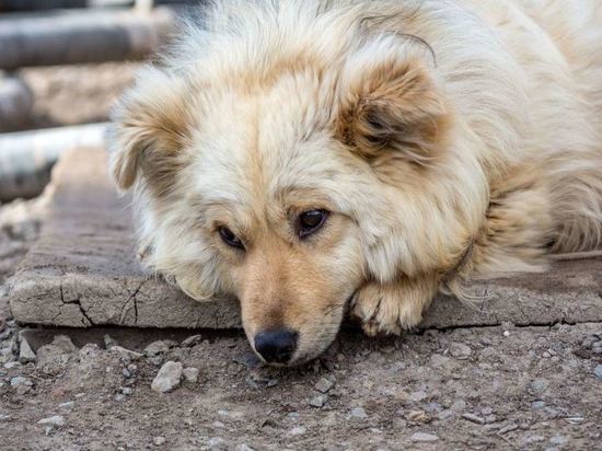 Несколько собак погибли от рук догхантеров в Прокопьевске 