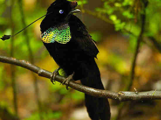 Разгадан секрет райских птиц с невообразимо черными крыльями
