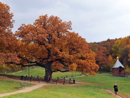 Белгородский дуб примет участие в конкурсе Европейского дерева года 