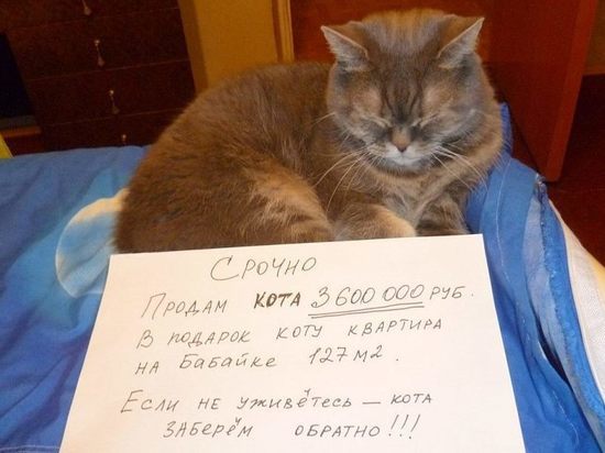 В Астрахани продают кота за 3,5 миллиона и дарят квартиру 