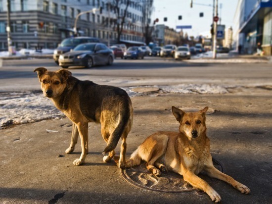 В Сызрани 11-летняя девочка отбилась от стаи агрессивных собак сумкой 