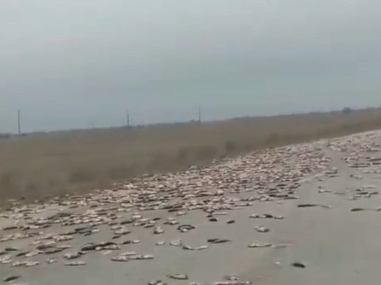 Дорога в Астрахань покрылась рыбой