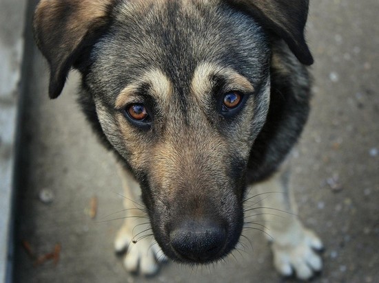 В Ульяновске спасли собаку, израненную живодерами