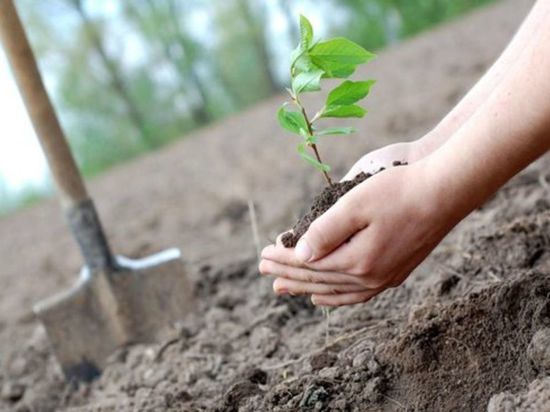 3026 деревьев и кустарников высадят в Ульяновске весной 