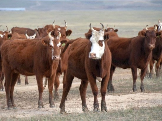 В Калмыкии с выпаса не вернулось 12 коров и 8 телят 