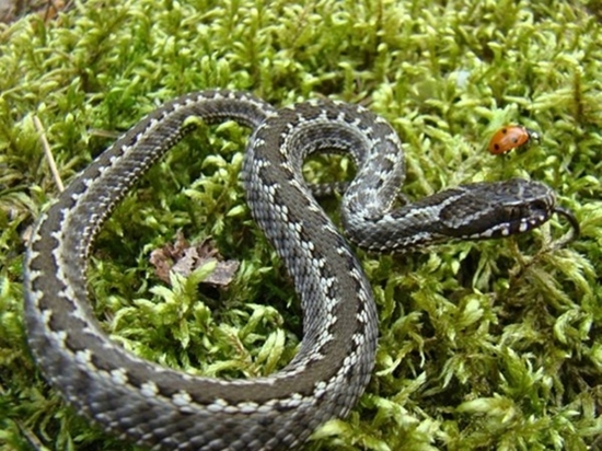 Осторожно змеи: в Калужской области участились случаи укусов змей 