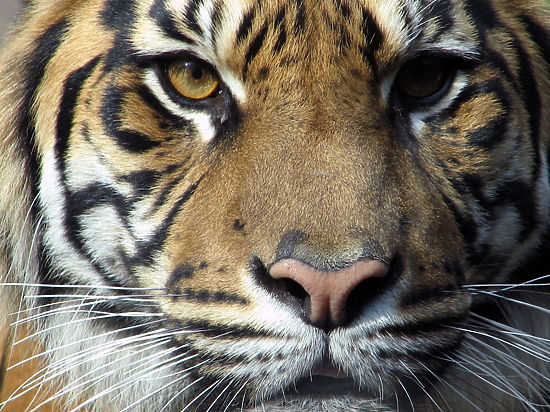 Амурский тигр раздумал убивать охотника: житель Хабаровского края чудом выжил после нападения хищника