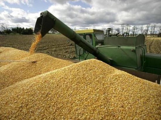 В Омской области ограничат экспорт зерна