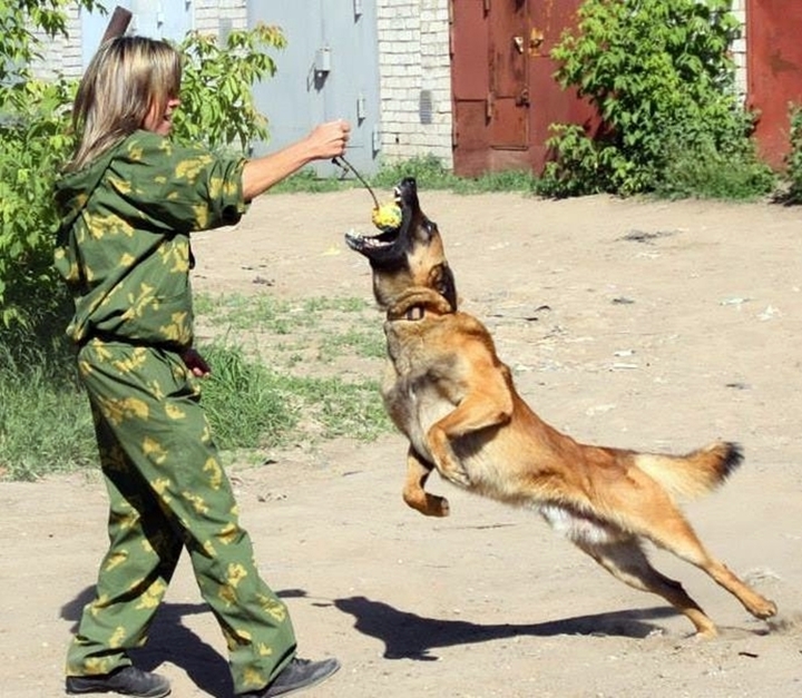 Имитаторы для кинологической службы. Собаки кинологической службы. Специальность кинолог. Профессия кинолог. Профессия кинолог для детей.