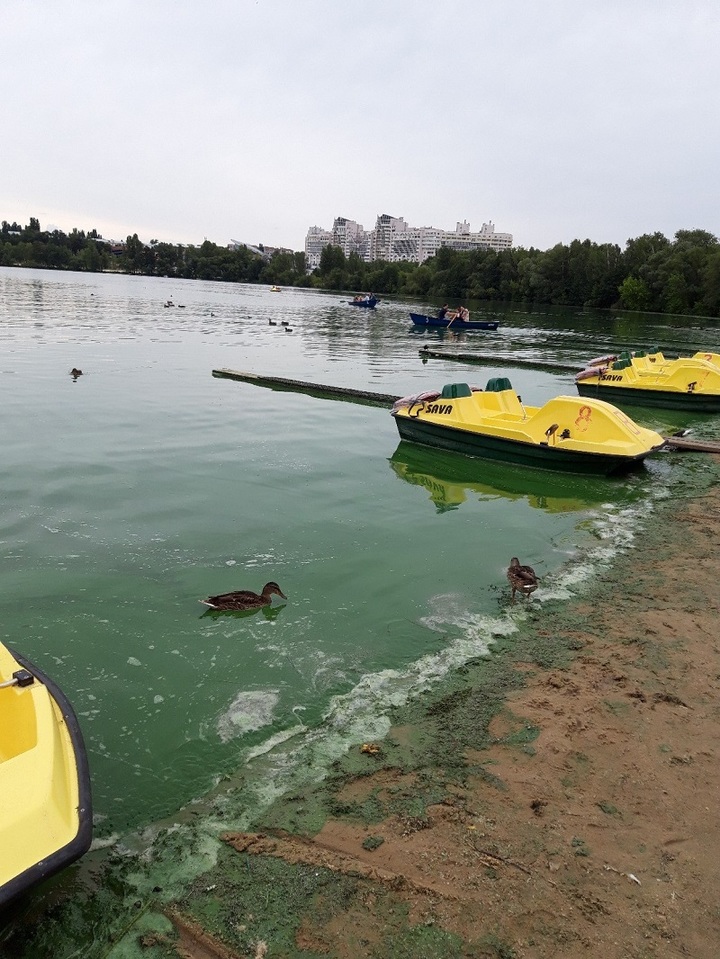 Воронежское водохранилище. Воронеж водохранилище. Водохранилище Воронеж зеленое. Воронежское водохранилище цветет. Воронен ское водохранилище.