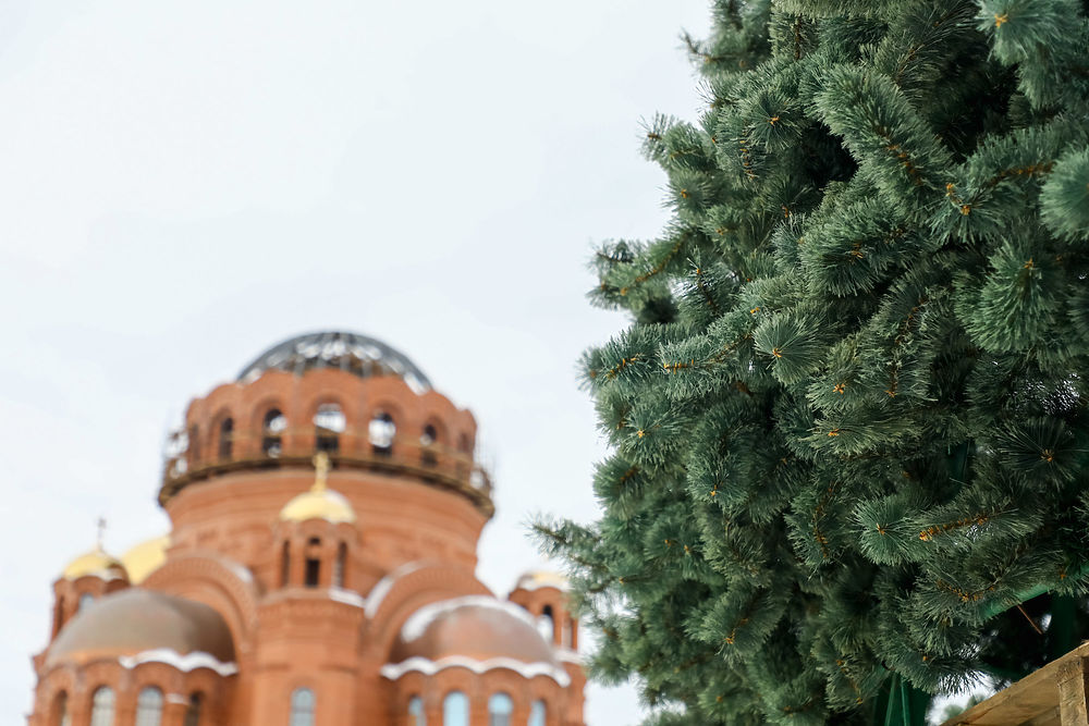 Улица еловая волгоград. Ель в Волгограде фото.