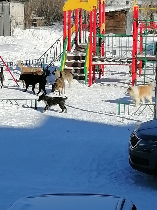 Собаки на детской площадке. Площадка для собак в Мурино. Углич гуляют на площадке с собаками. Можно ли гулять с собакой на детской площадке.