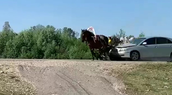 Наезд на гужевой транспорт дтп