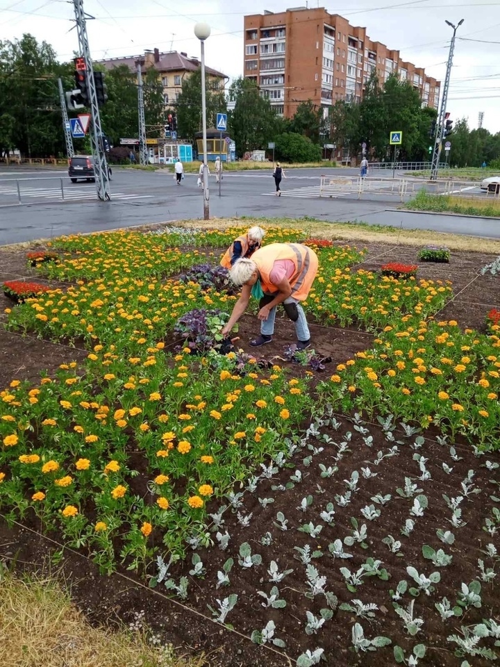 Цветы петрозаводск. Комбинат благоустройства Петрозаводск. Клумбы Петрозаводска. Цветники в городском озеленении. Клумба городское благоустройство.