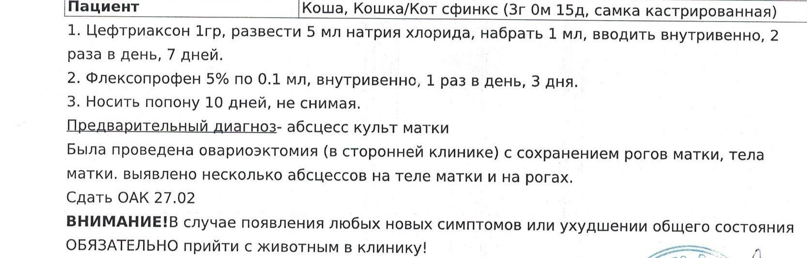 Жительница Петрозаводска еле выходила кошку после льготной стерилизации -  МК Карелия