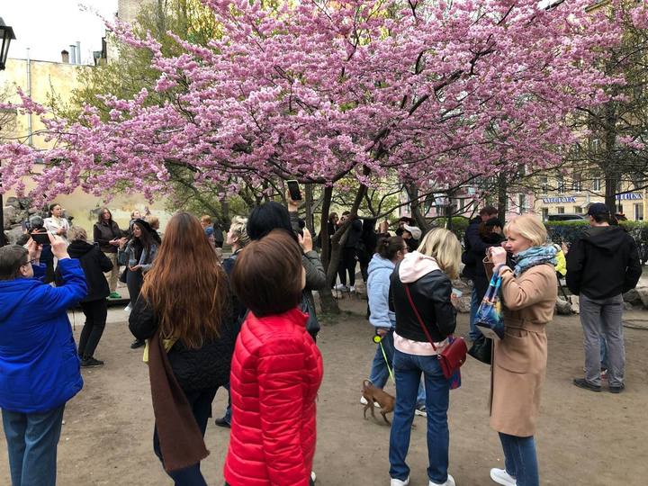 Сакура в приморском парке победы спб. Сакура в Ботаническом саду СПБ. Сад дружбы СПБ Сакура. Цветение Сакуры в СПБ.