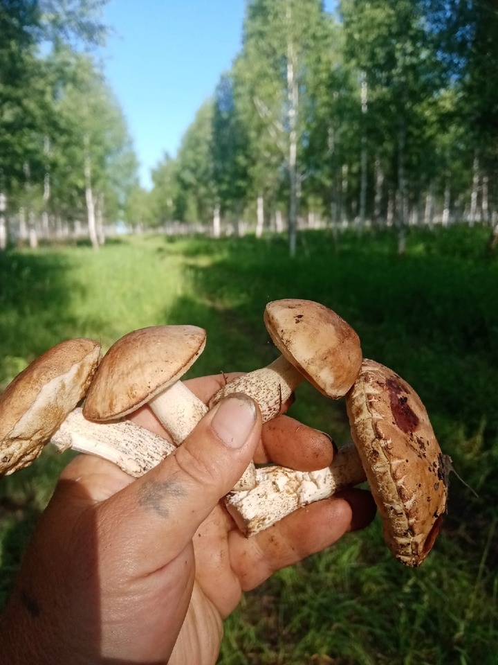 Коровники грибы когда собирать