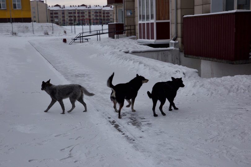 Кот закрыл хозяина на балконе