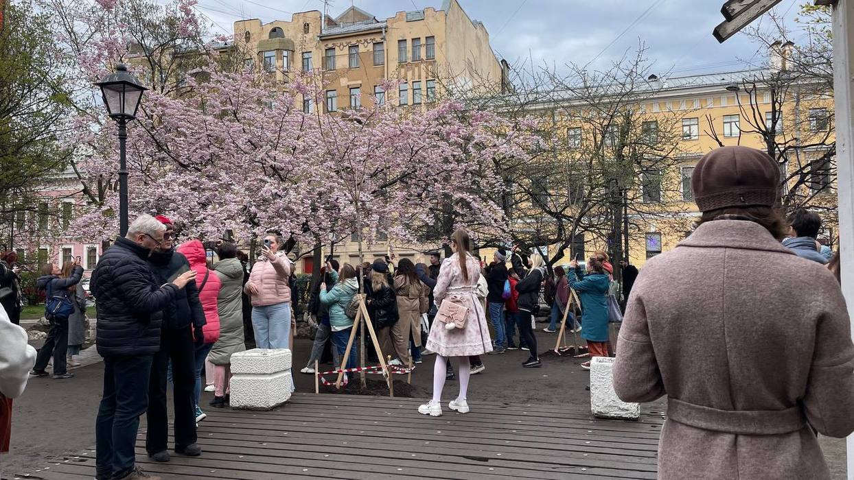 Селфи с японской сакурой: петербуржцы ради фото штурмуют Сад дружбы на  Литейном