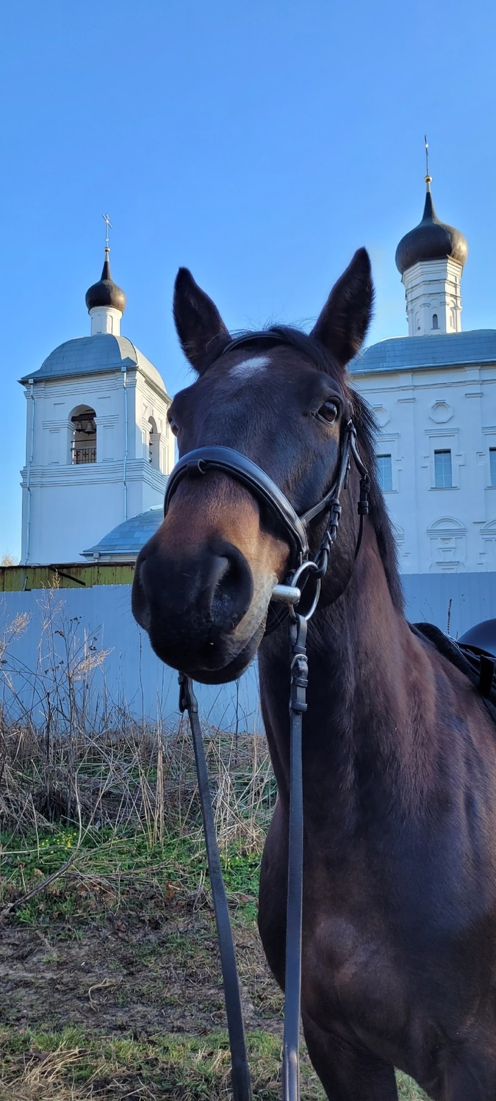 Какие места для конных путешествий есть в Серпухове - МК Серпухов