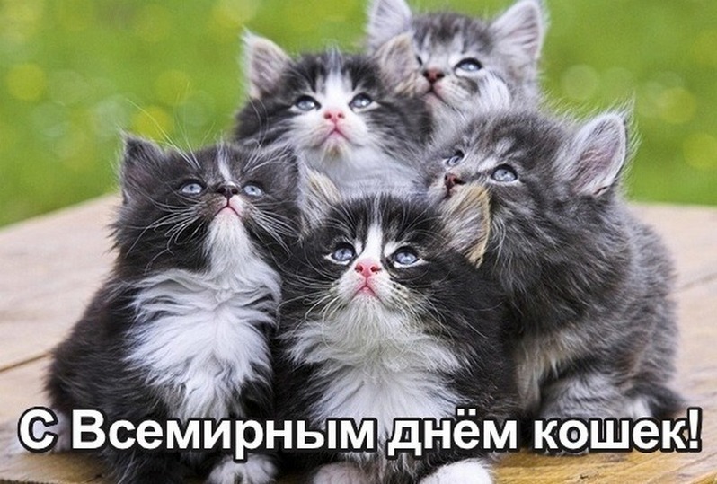 Всемирный день кошек — картинки прикольные на 8 августа 2023