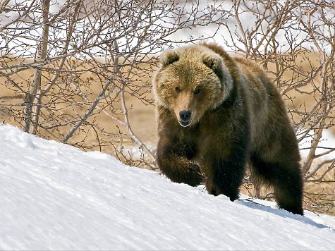 Может ли медведь залезть в дом через окно